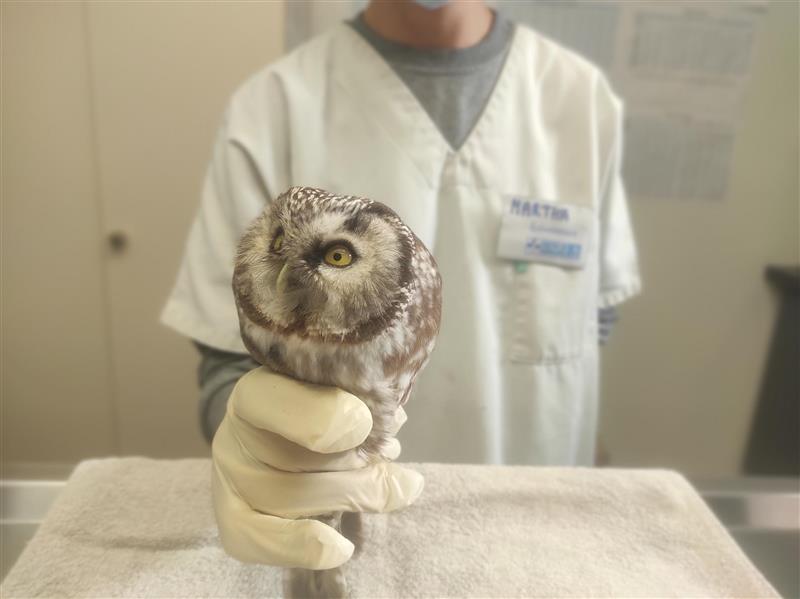 Individu en main © Centre de soins LPO Aquitaine