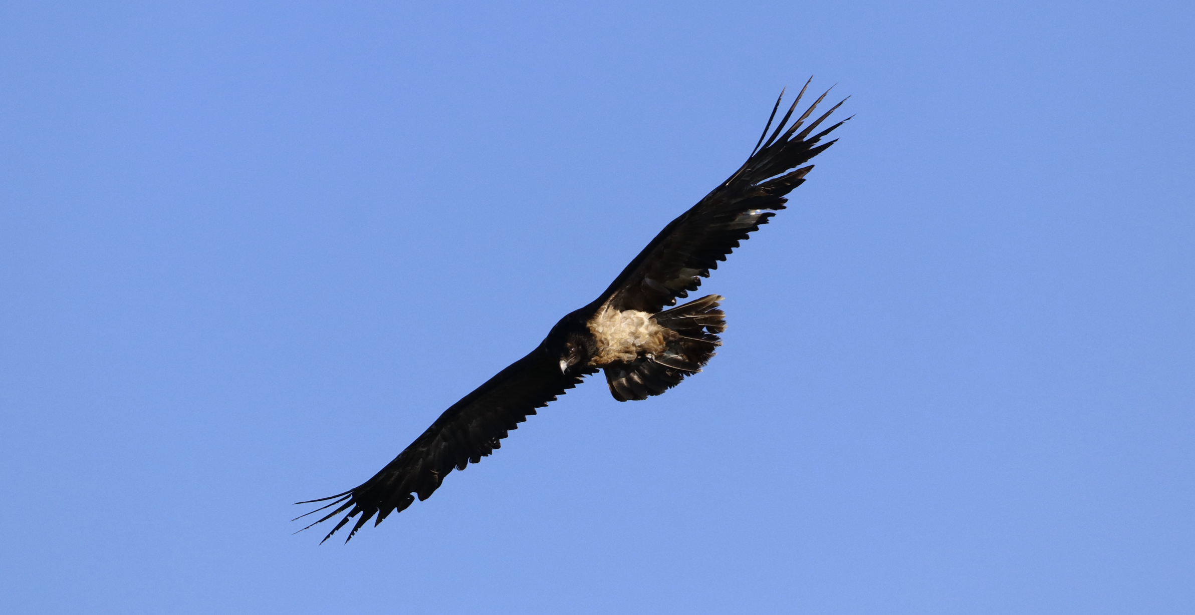 eglazine25102021cassagnesguillaumemayenga