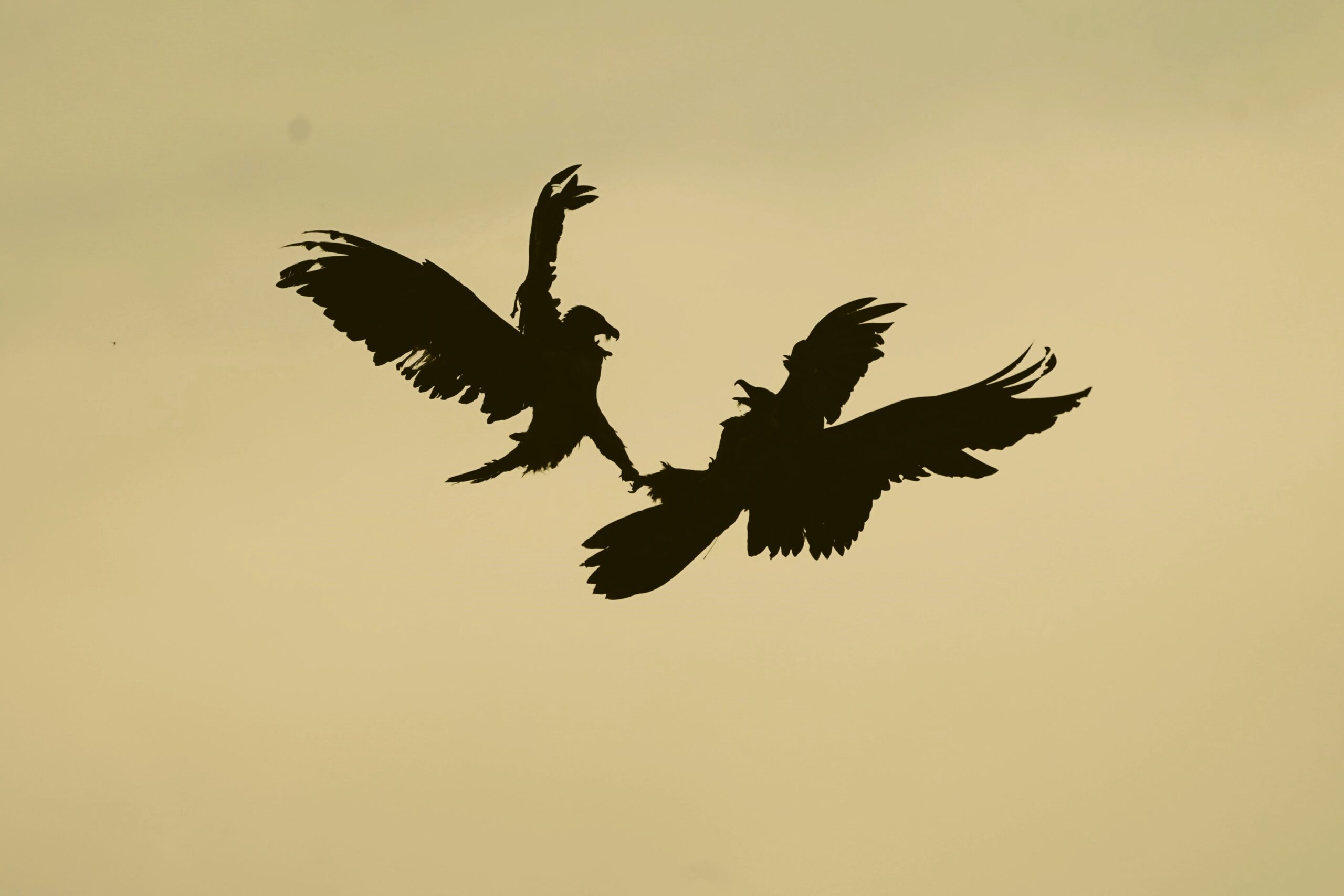 ophrys-et-rocfrepesteljuin2022camillerobert