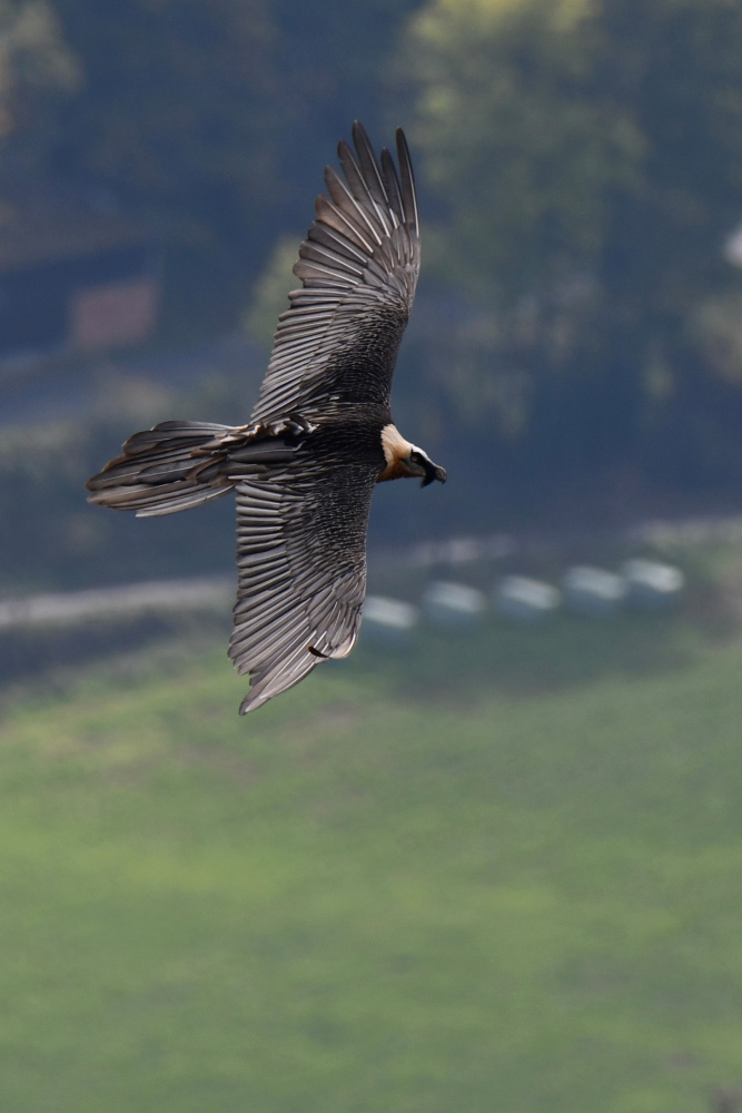 Adonis survolant Meyrueis ©Marine BIESBROUCK